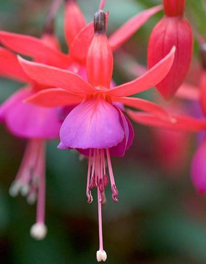 Fuchsia Beacon, Hardy Fuchsia Beacon, Flowering Shrub, Red Flowers, Purple Flowers